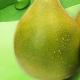 Benefici e danni del pomelo per il corpo: contenuto calorico, assunzione giornaliera