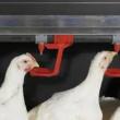 Blegtoria: si të ndërtoni një kafaz pulash për dhjetë pula me duart tuaja