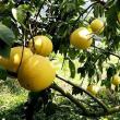 Pomelo: proprietà benefiche, contenuto calorico e danni alla salute del frutto