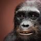 Dallimi midis njerëzve dhe majmunëve antropomorfikë