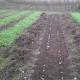 Žieminių česnakų sodinimas rudenį - laikas, taisyklės ir rekomendacijos